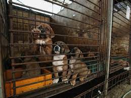 Corea del Sur veta la producción y venta de carne de perro