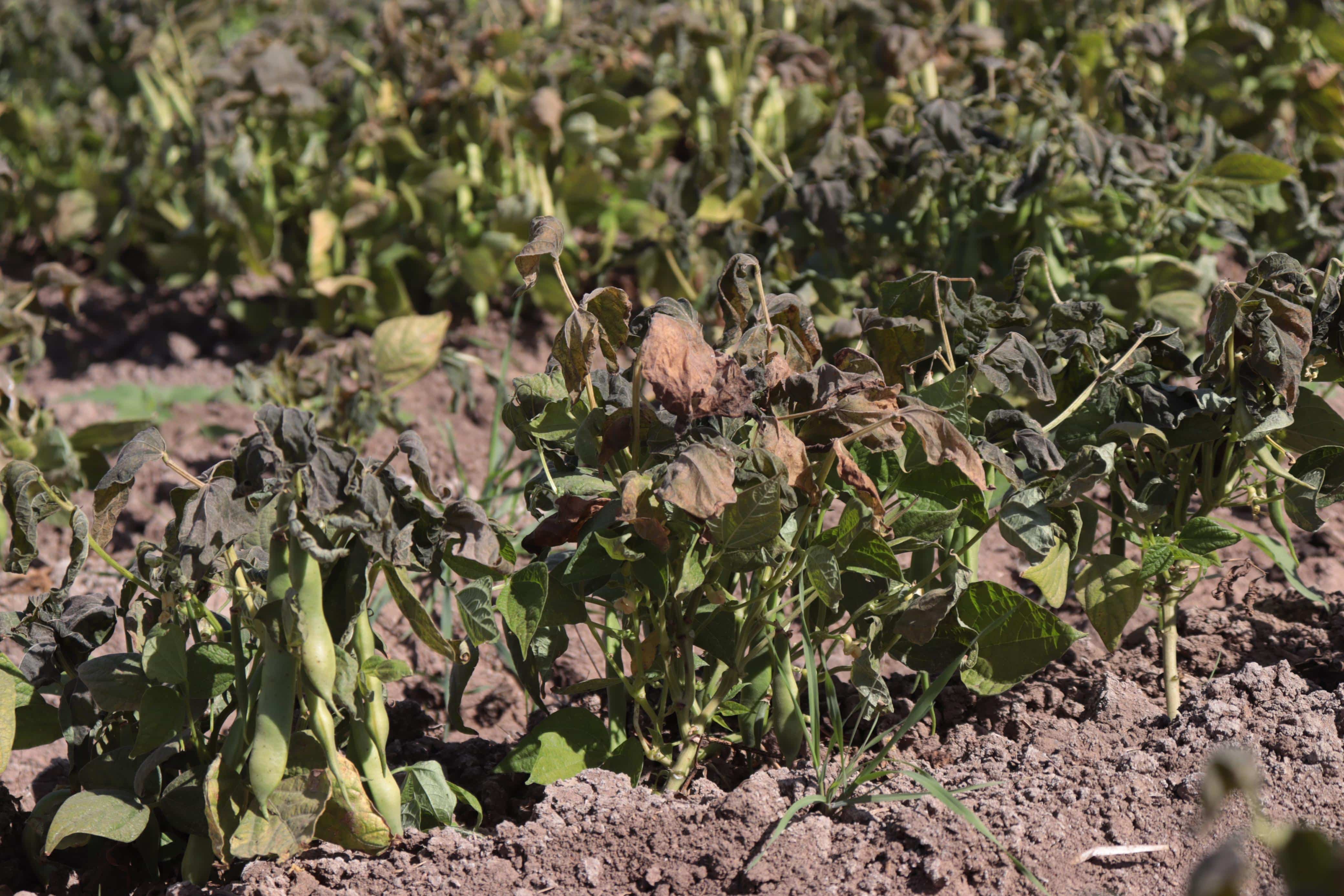 Cultivo de frijol quemado tras heladas en el Valle del Carrizo