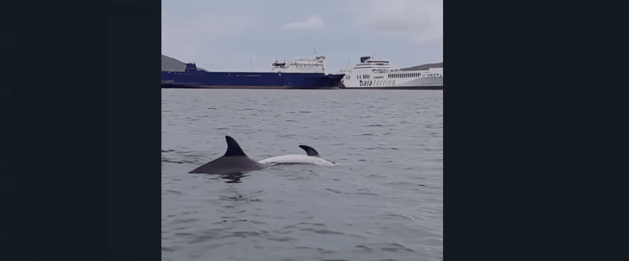 Un delfin vivo moviendo a uno muerto en Topolobampo