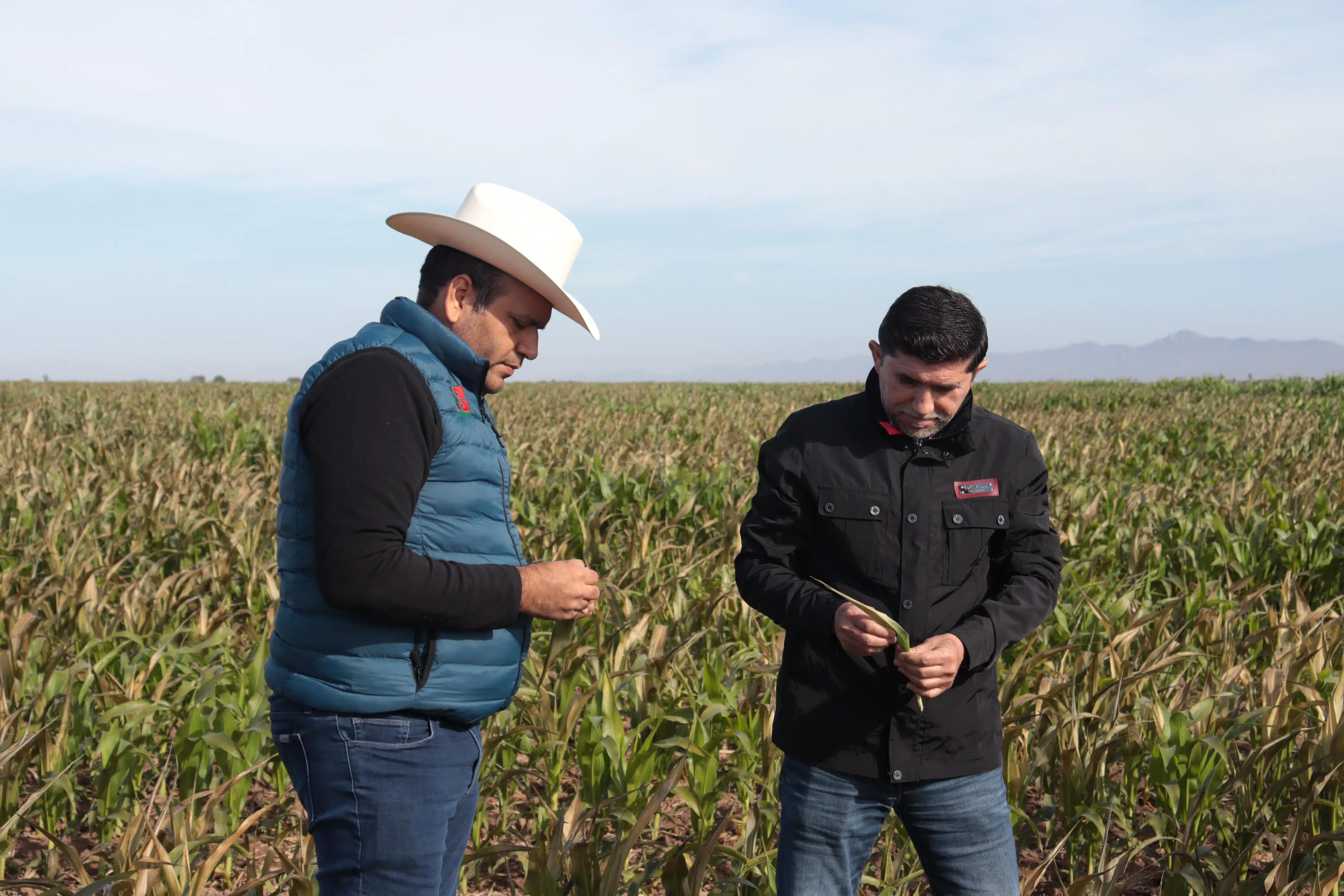 Junta Local de Sanidad Vegetal del Valle de El Carrizo