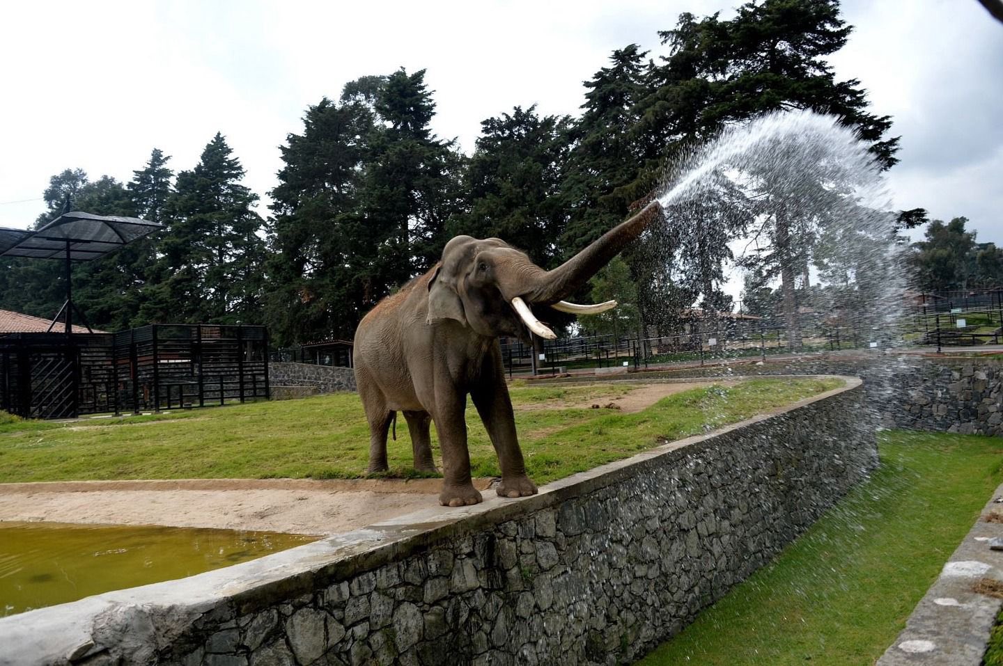Fallece el elefante Ted en Edomex