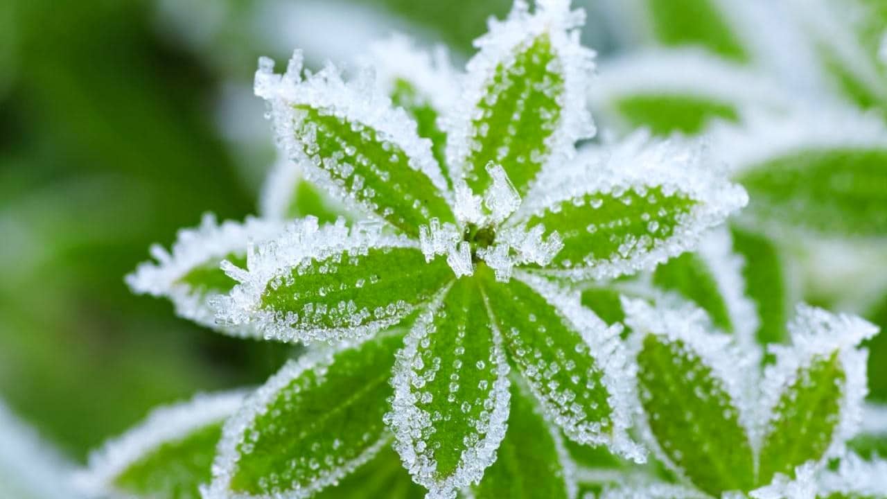 Hojas con escarcha de hielo por bajas temperaturas e intenso frío