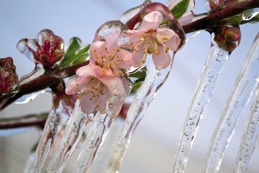 Ramas congeladas por el hielo