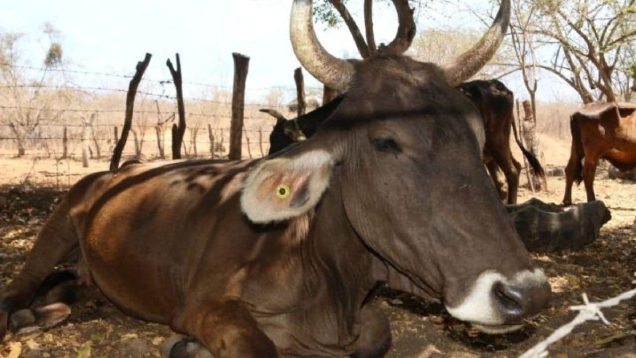 Animales de ganado en el campo