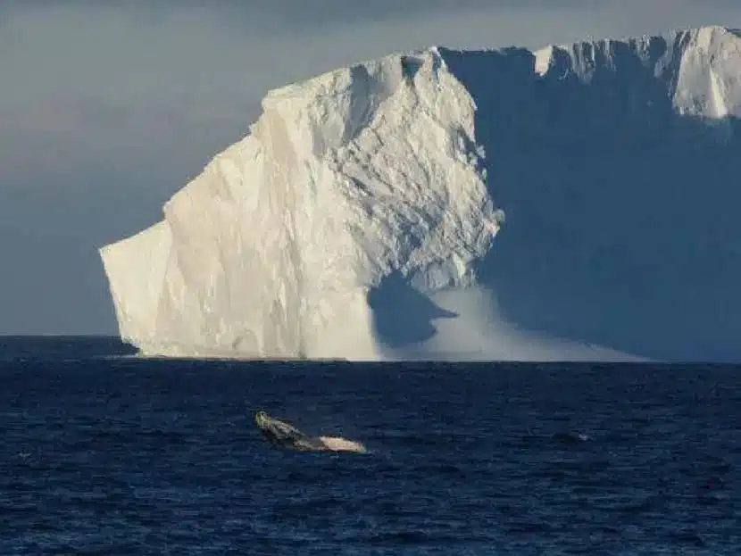 Gigantesco iceberg A23 amenaza rutas de alimentación de animales