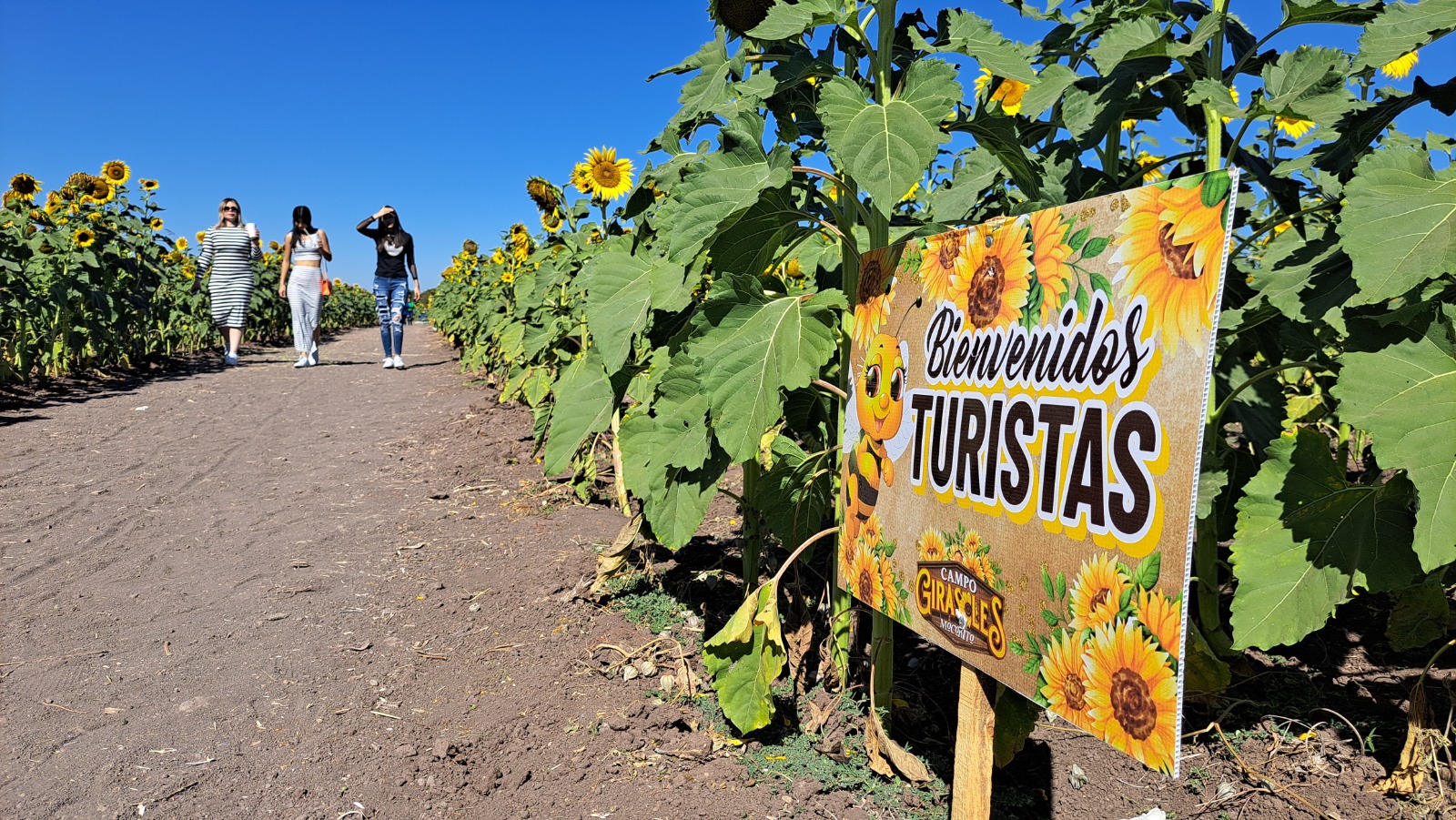 Campo de girasoles provoca regresos y nuevas visitas a Mocorito
