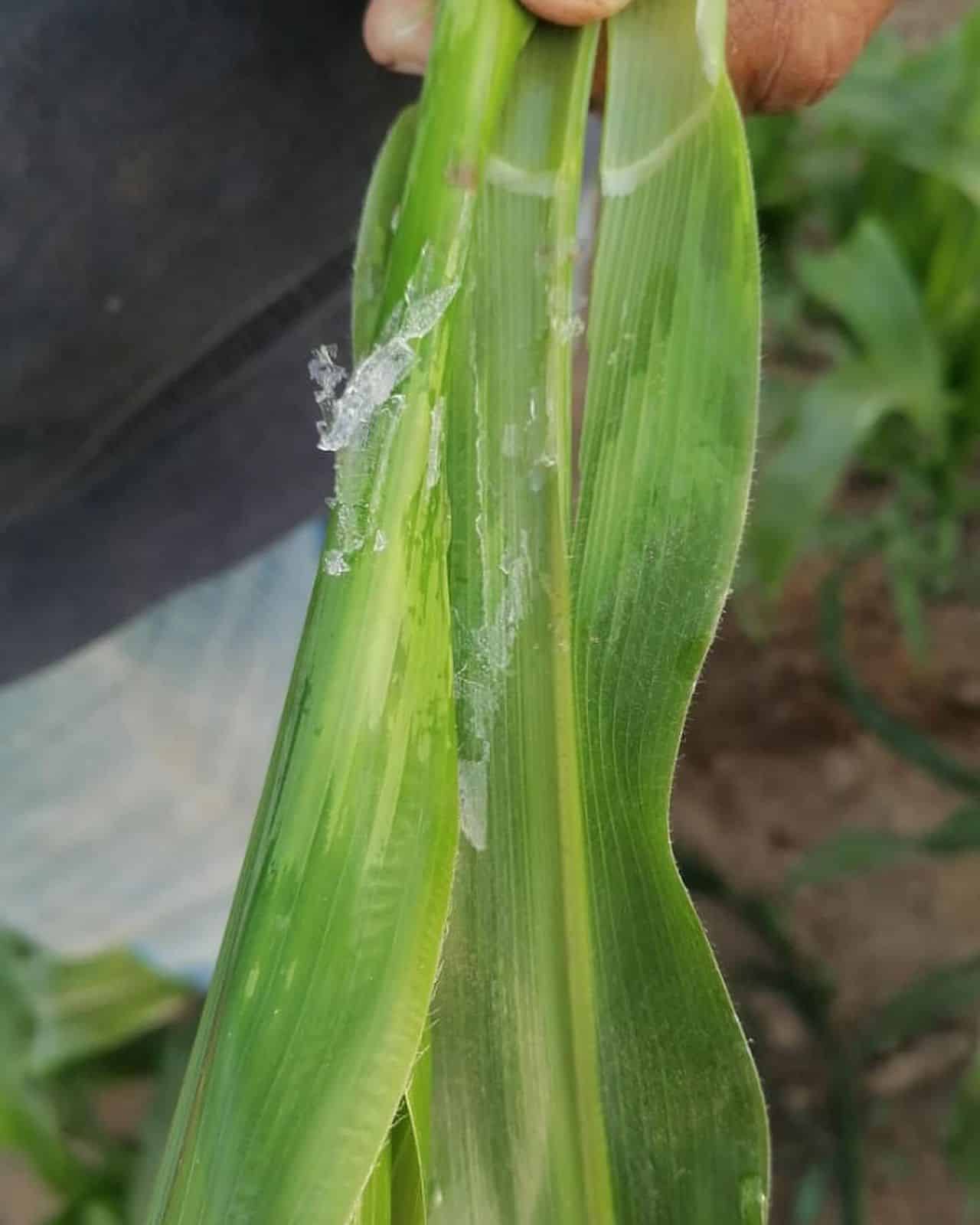 Hoja de un cultivo con hielo en Ahome
