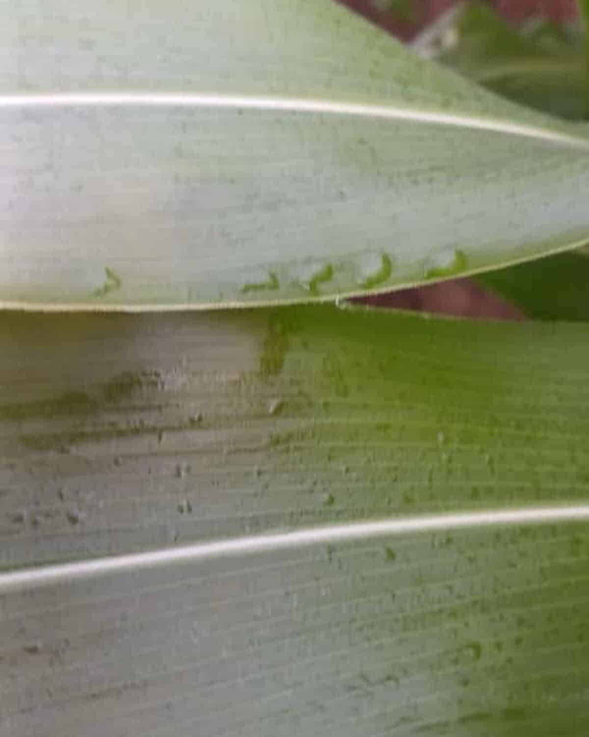 Hoja de un cultivo con hielo en Ahome