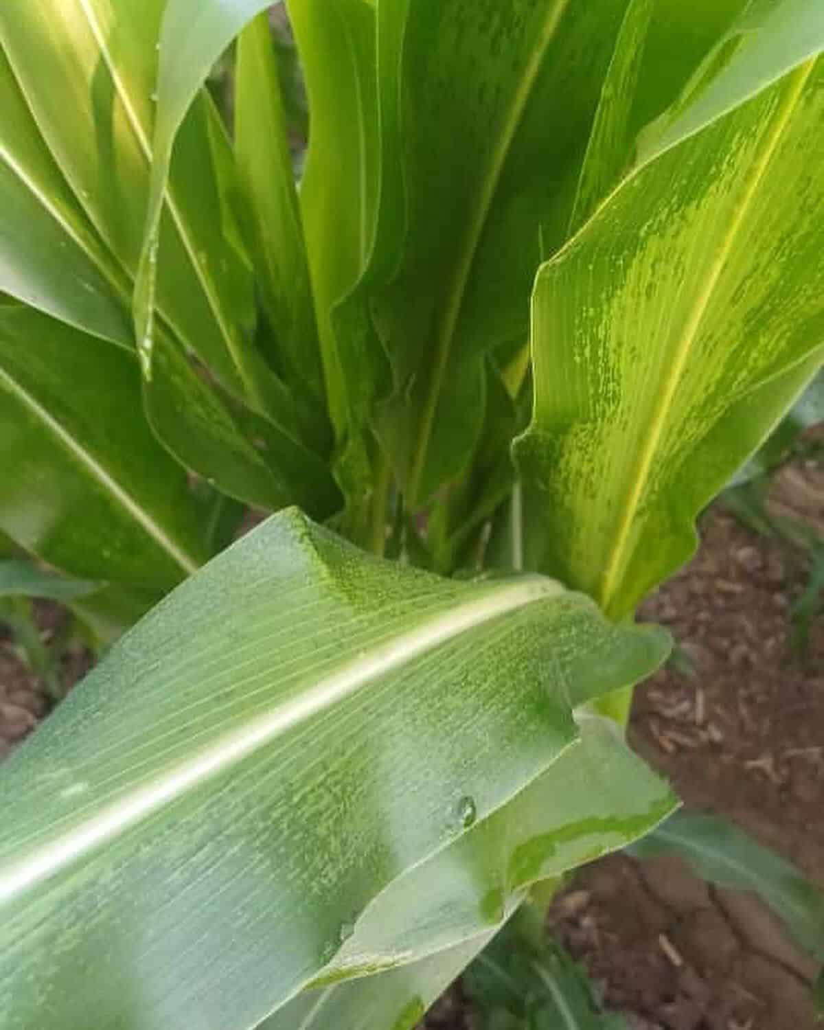 Hoja de un cultivo con hielo en Ahome