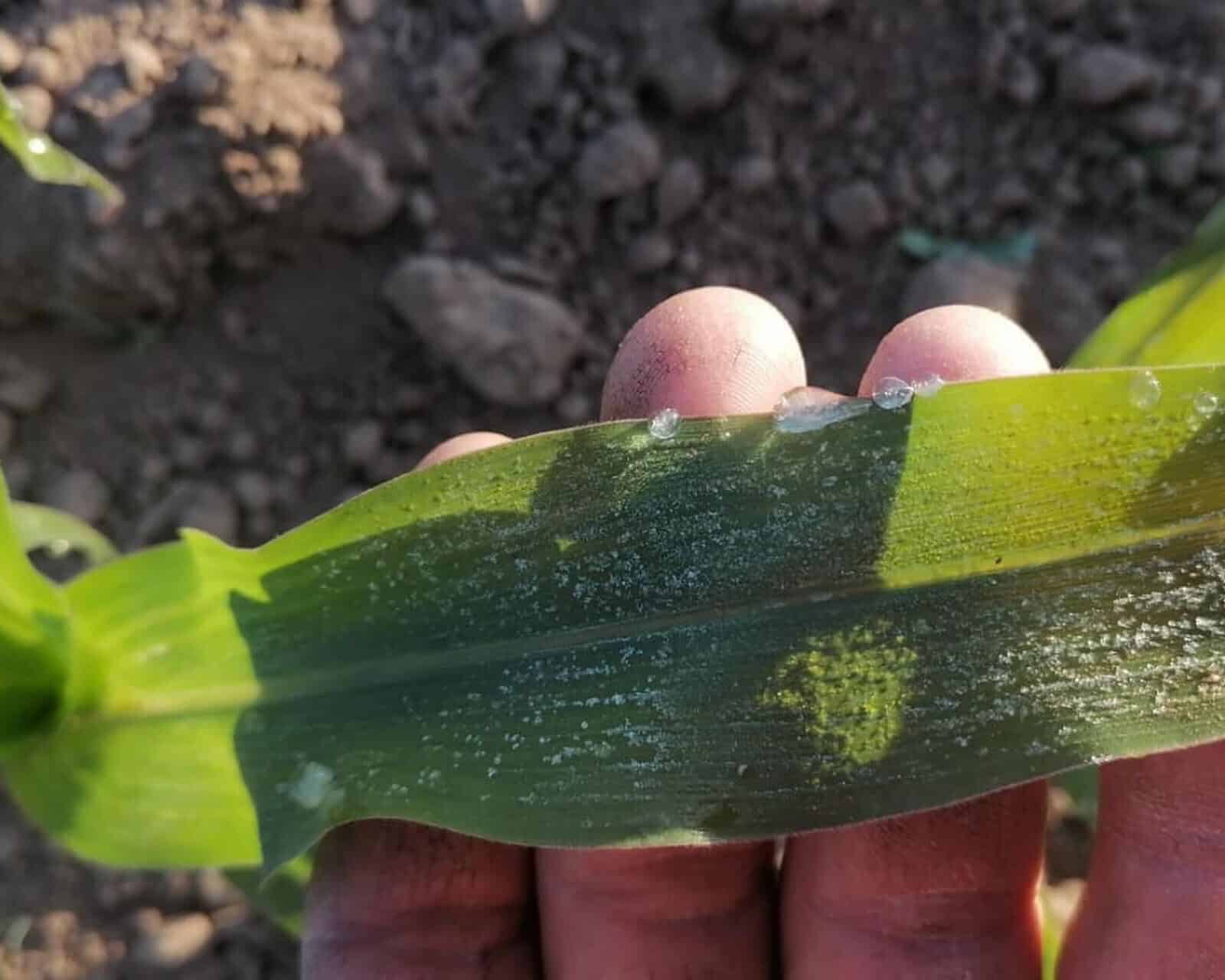 Hoja de planta de maíz escarchada tras bajas temperaturas por cuarta tormenta invernal