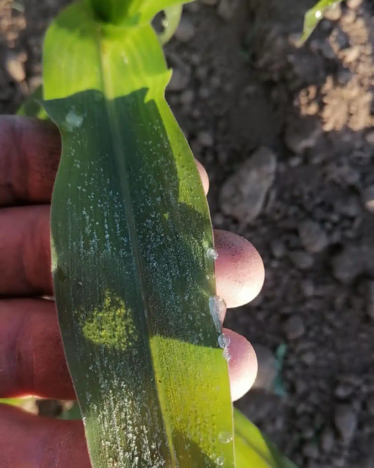 Hoja de planta de maíz escarchada tras bajas temperaturas por cuarta tormenta invernal