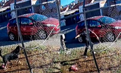 Investigan maltrato animal en Michoacán; jóvenes disparan contra un perro