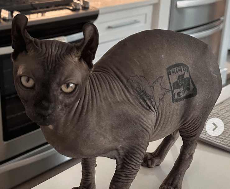 Gato egipcio rescatado de penal reaparece como influencer