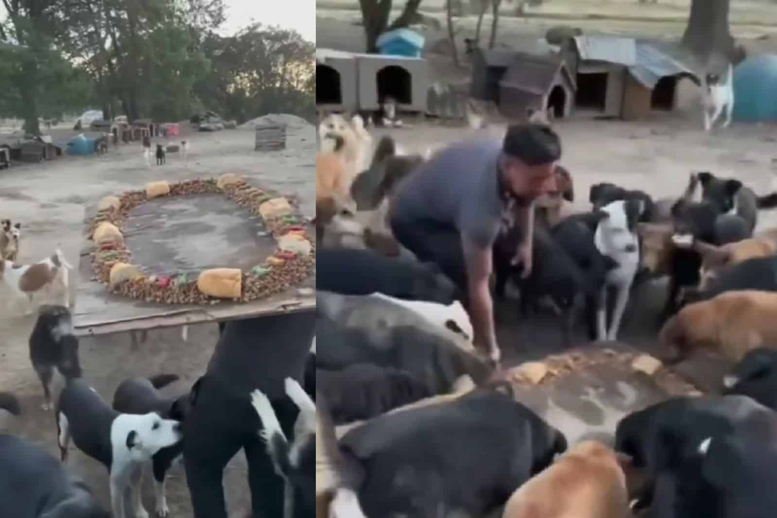 La rosca perfecta no exis…. perritos de Tlaxcala tuvieron su Día de Reyes con rosca de croquetas