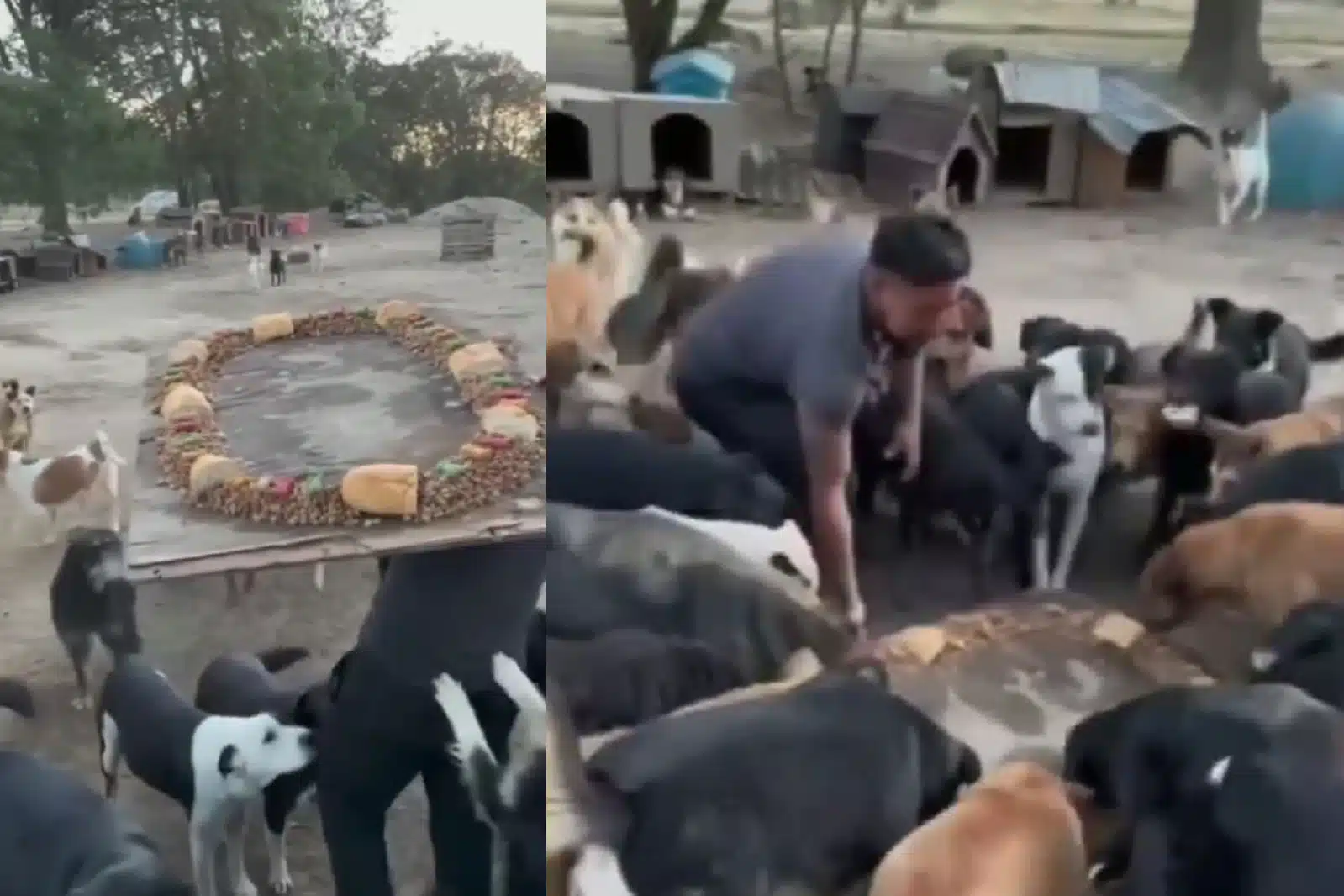 La rosca perfecta no exis…. perritos de Tlaxcala tuvieron su Día de Reyes con rosca de croquetas