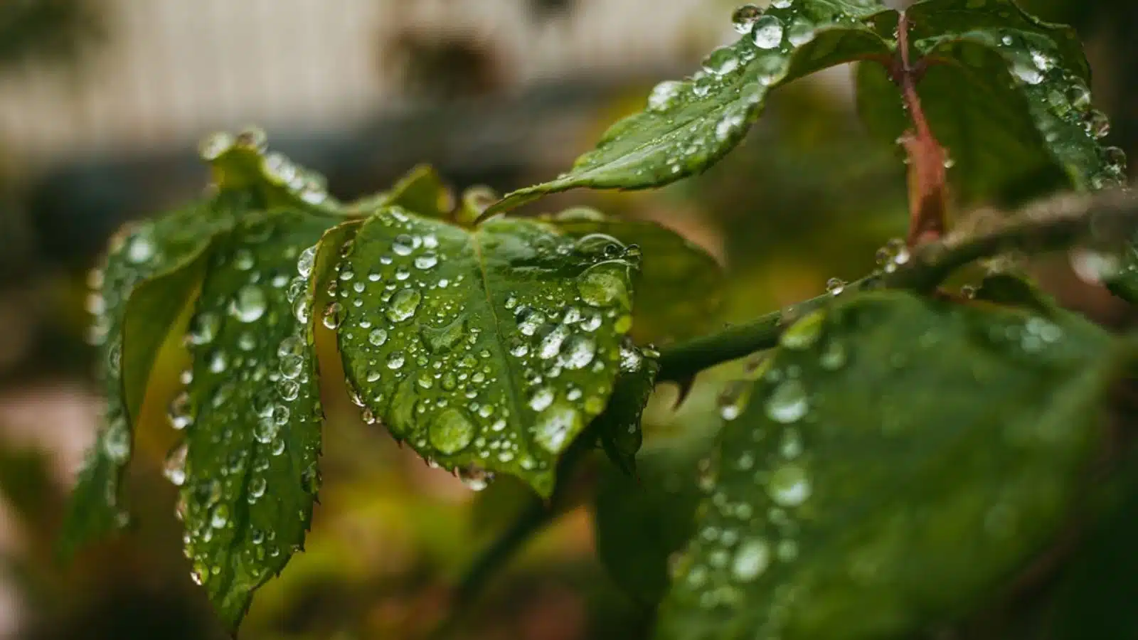 Gotas de lluvia sobre unas hojas