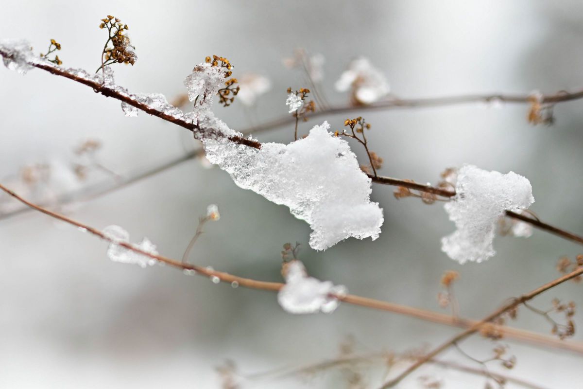 Nieve en las ramas de una planta