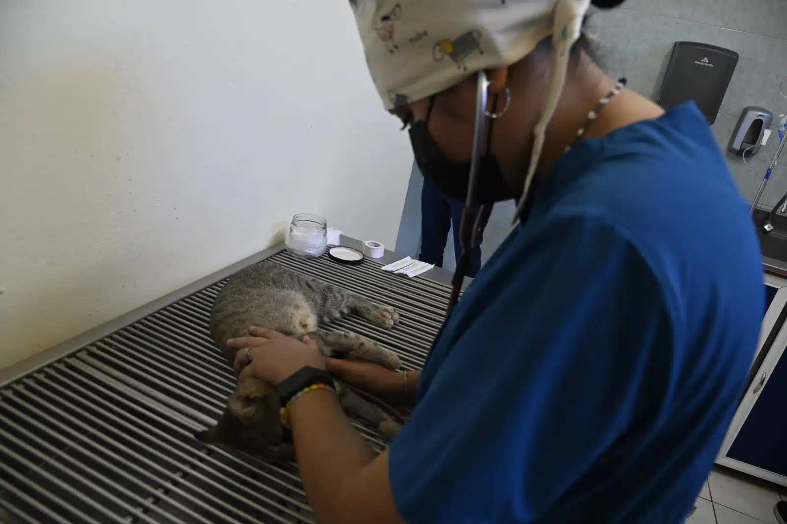 Una persona veterinaria atendiendo a un gatito