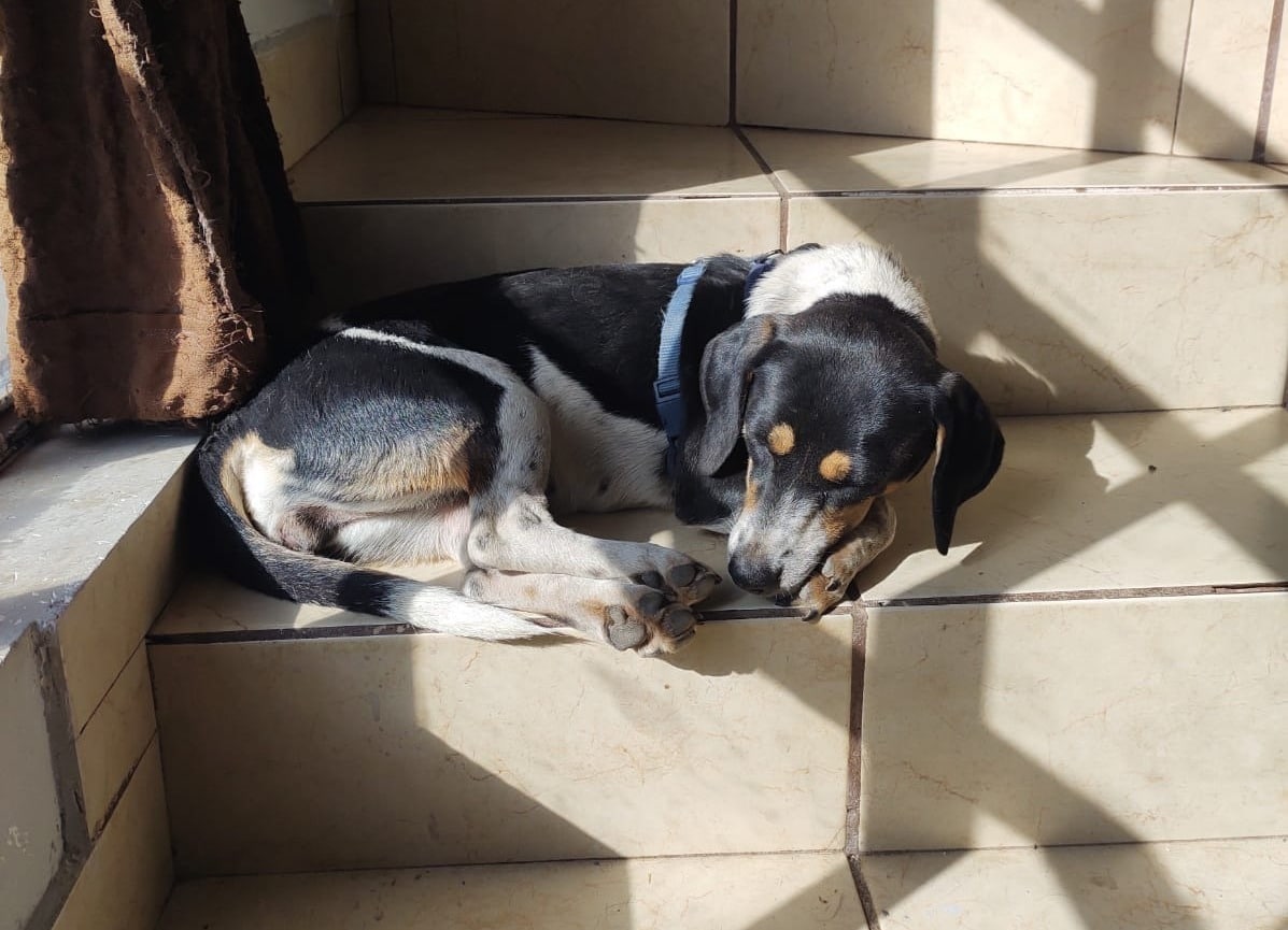 PERRITO DORMIDO
