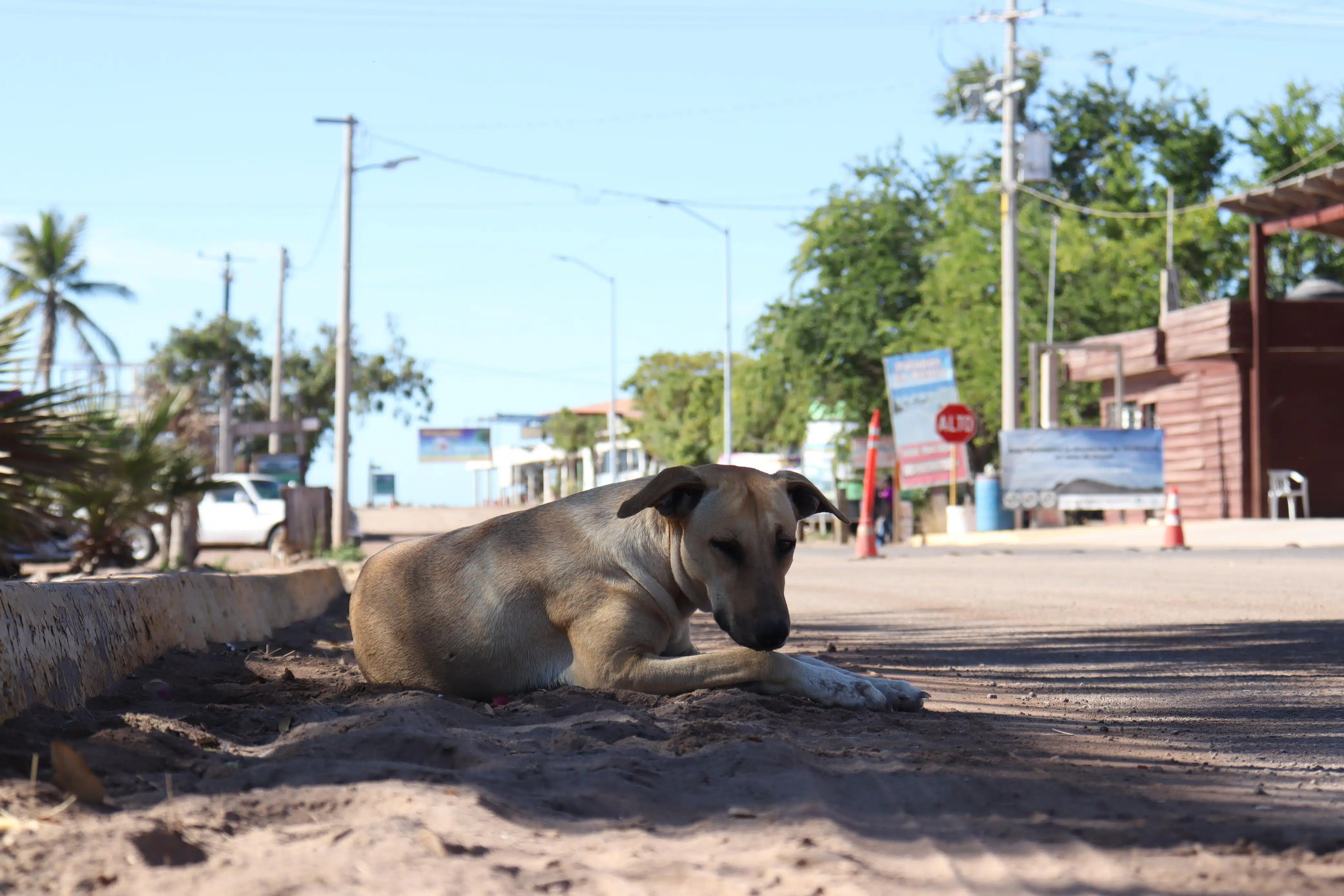 Perrito afuera de establecimiento en el maviri