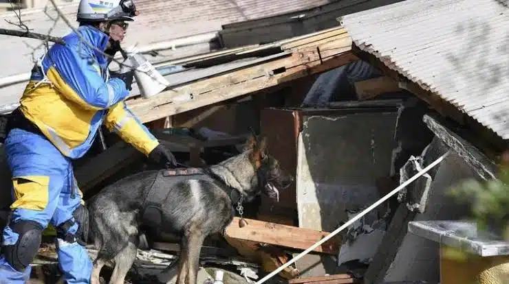 Perro rescatista encuentra a mujer de 90 años entre escombros en Japón