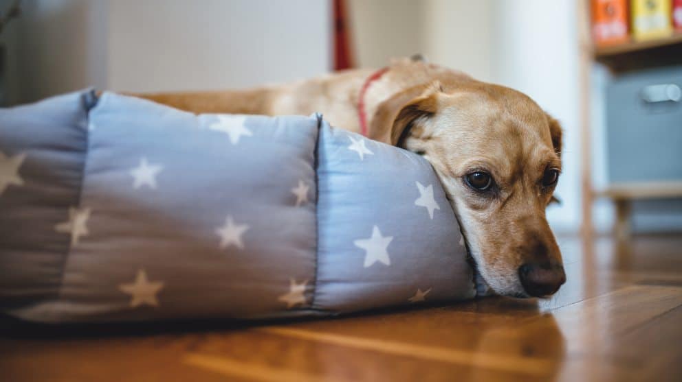 Perrito acostado en su cama con estampado de estrellas