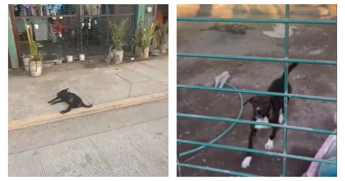 A la izquierda: un perro sin vida en la banqueta. A la derecha: perros al interior de la vivienda denunciada
