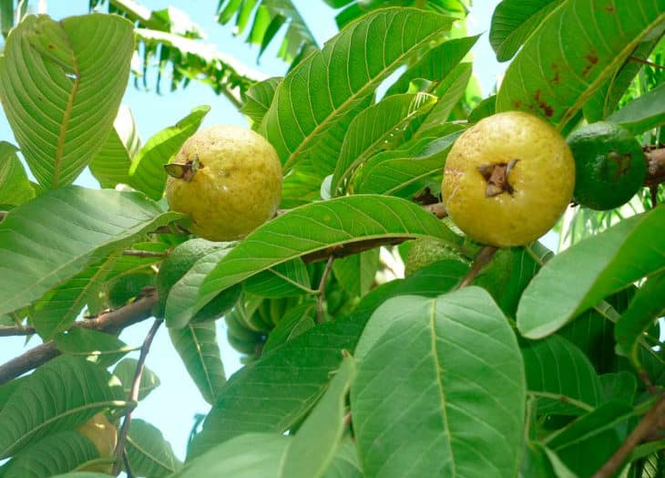 Propiedades y beneficios del té de hoja de guayaba