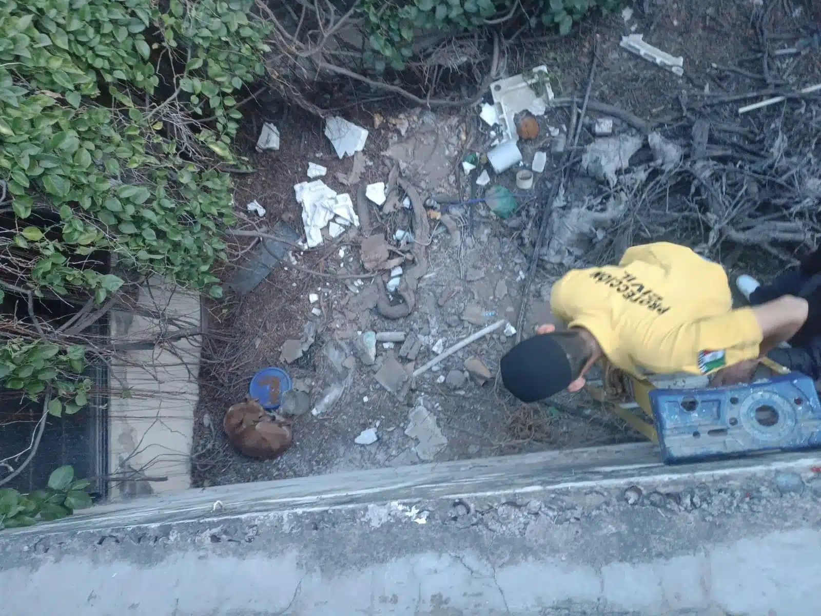 Elemento de Protección Civil de Ahome rescatando a un perrito abandonado en una casa de en una colonia de Los Mochis