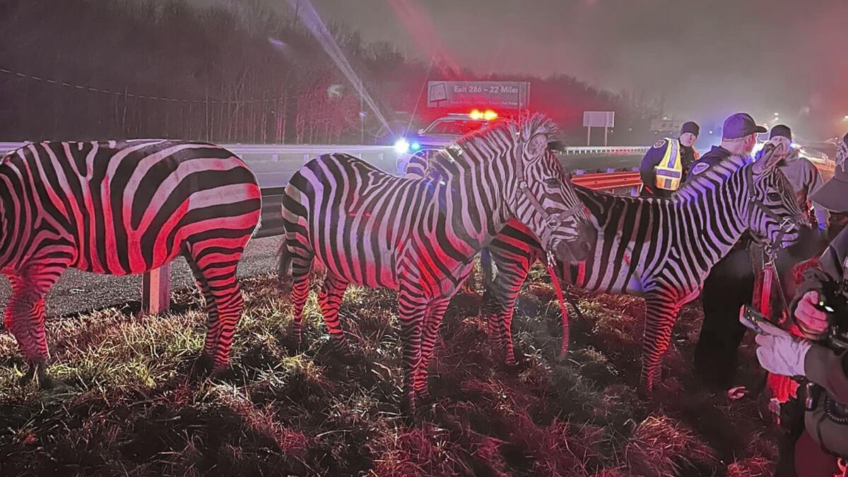 Rescatan a varios animales de un circo durante incendio en Indiana