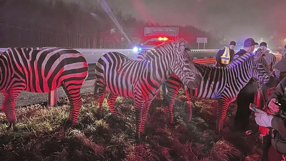 Rescatan a varios animales de un circo durante incendio en Indiana