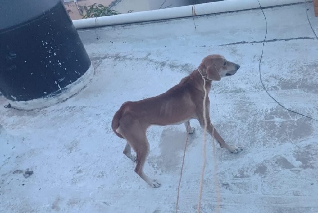 Perrito abandonado en una casa de en una colonia de Los Mochis