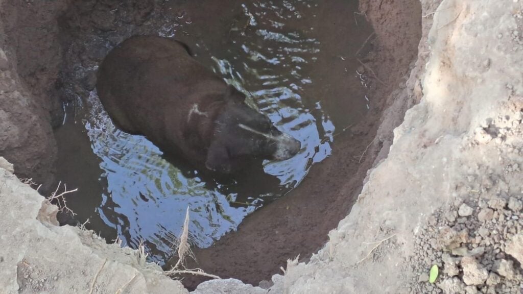 Perrito en un socavón en una colonia de Los Mochis