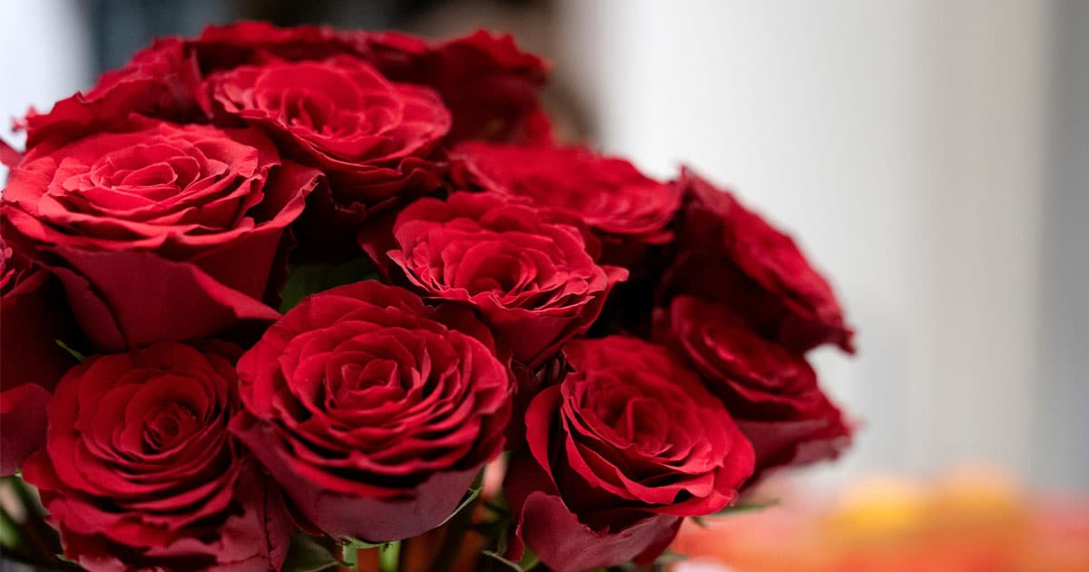 Ramo de rosas rojas
