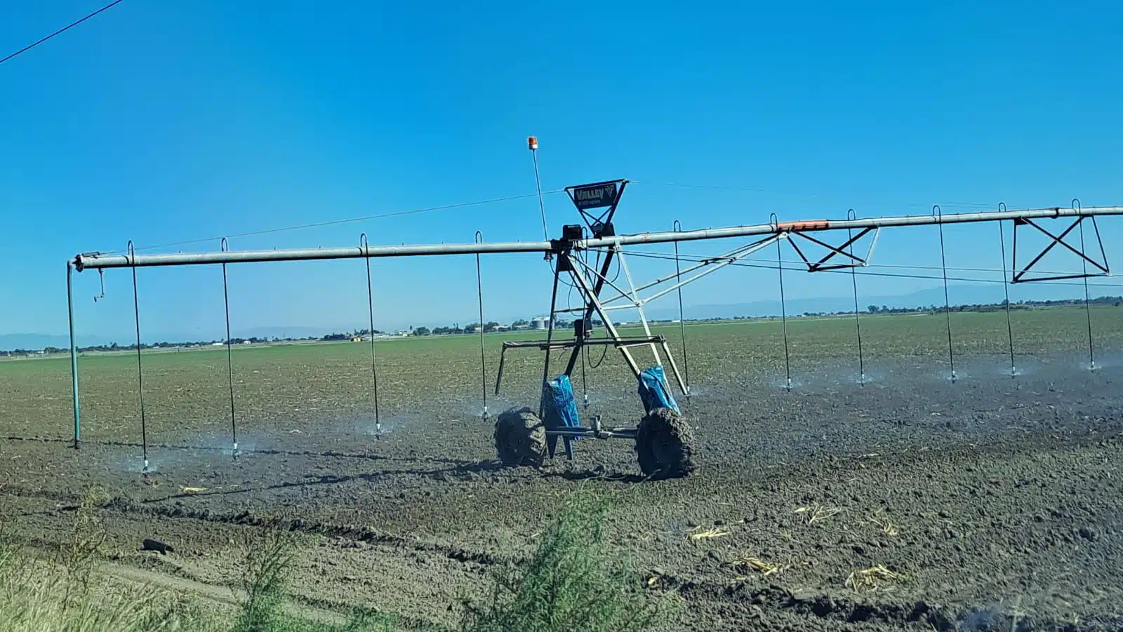 Siembra en Culiacán