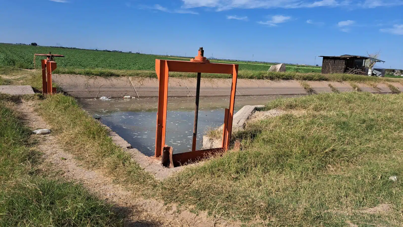 Un canal de riego con agua y al fondo una siembra en Sinaloa