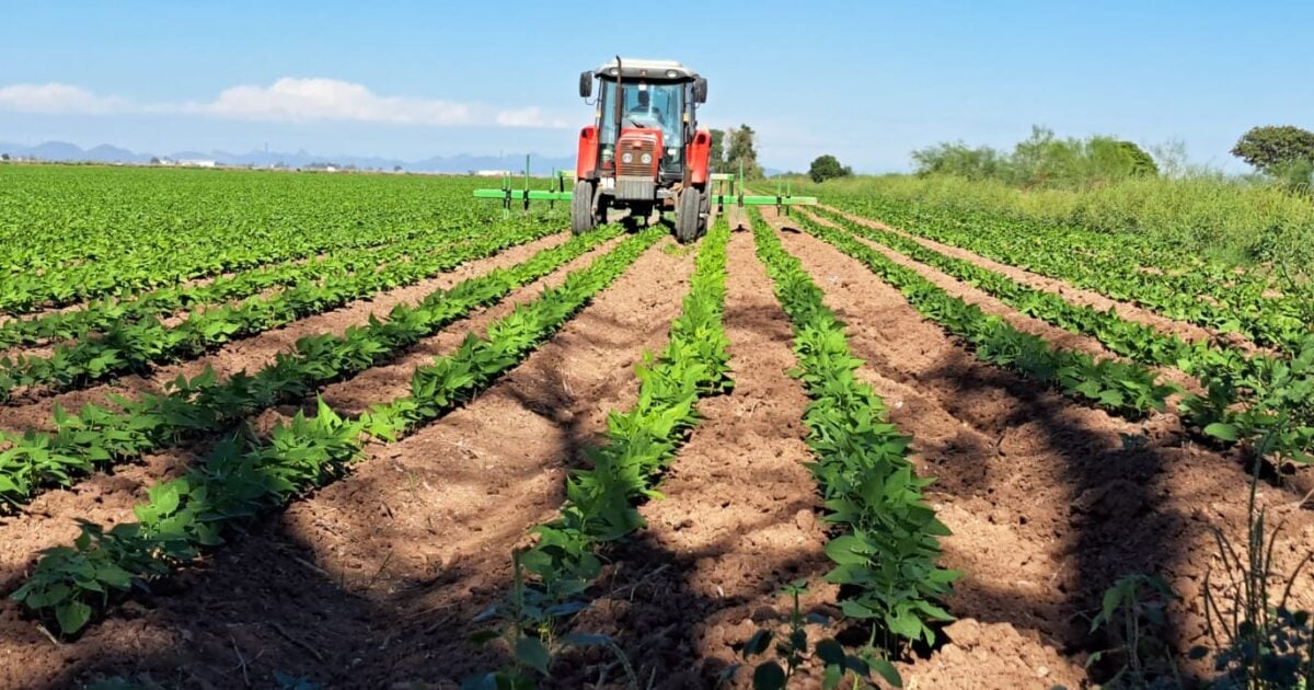 Productores de frijol van por un precio inicial de 30 mil pesos por