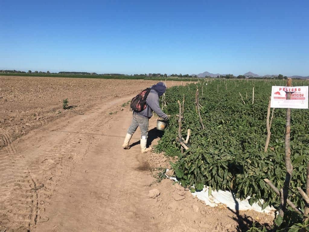 Sin afectaciones en siembras de El Fuerte.