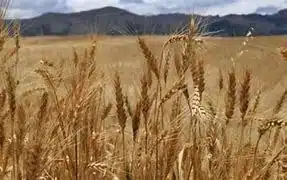 Siembra de trigo