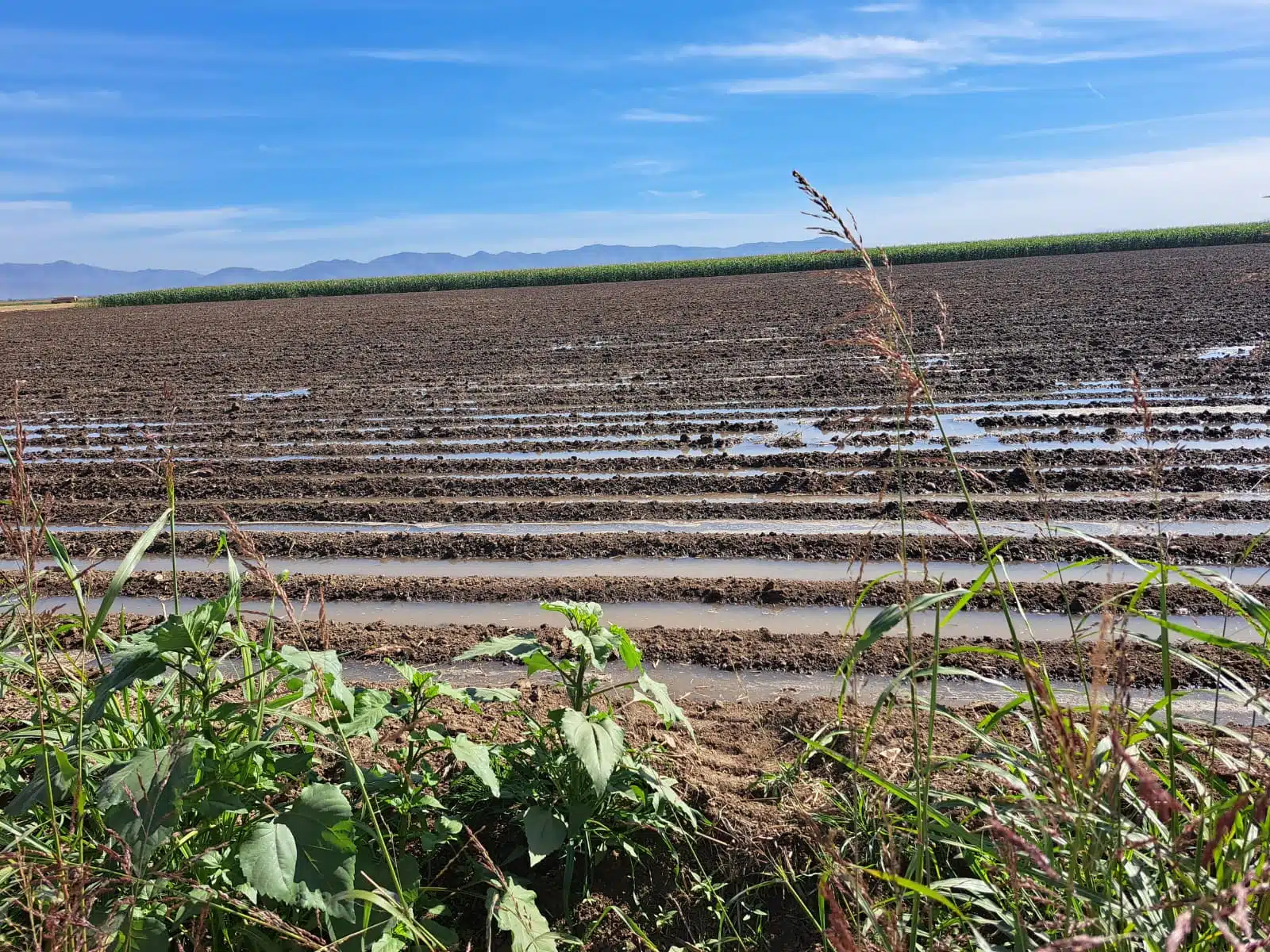 Tierras de siembra con agua en Sinaloa