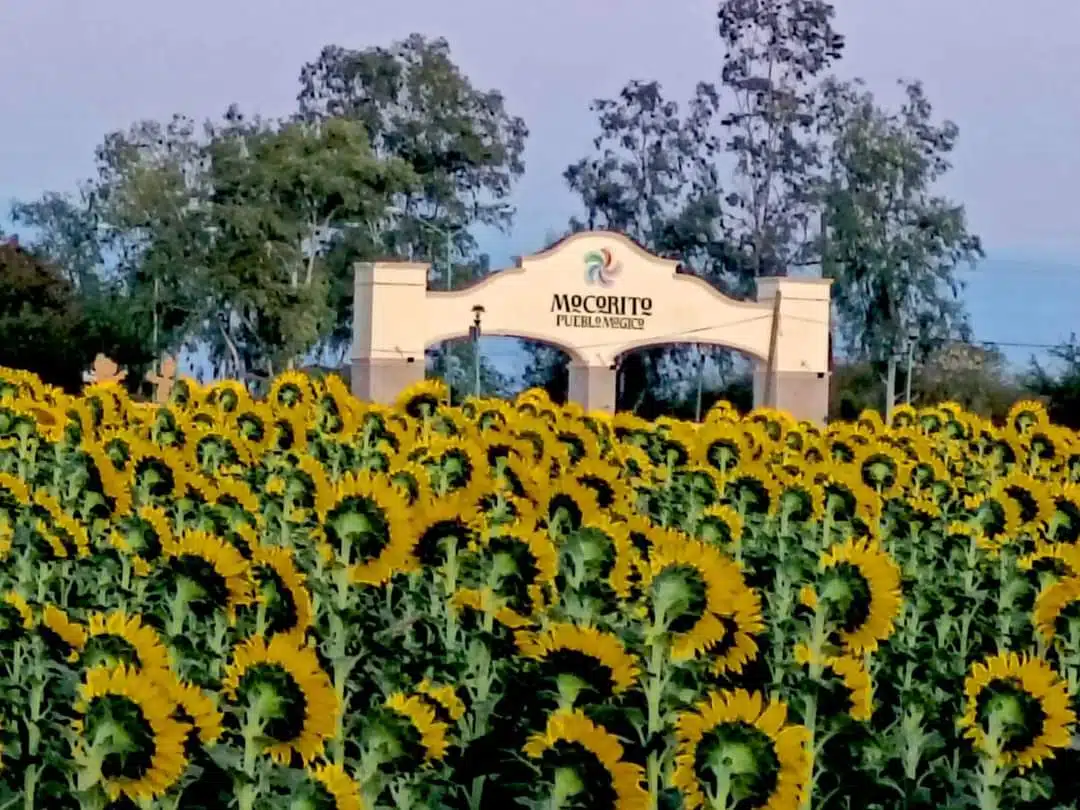 Girasoles en Mocorito