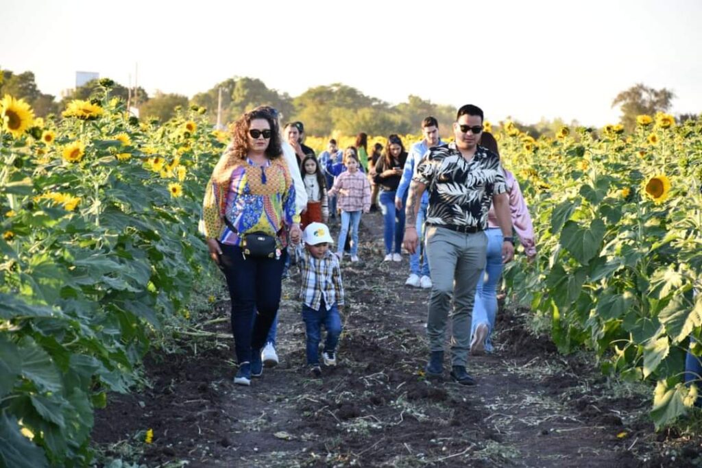 Turistas en girasoles de Mocorito3