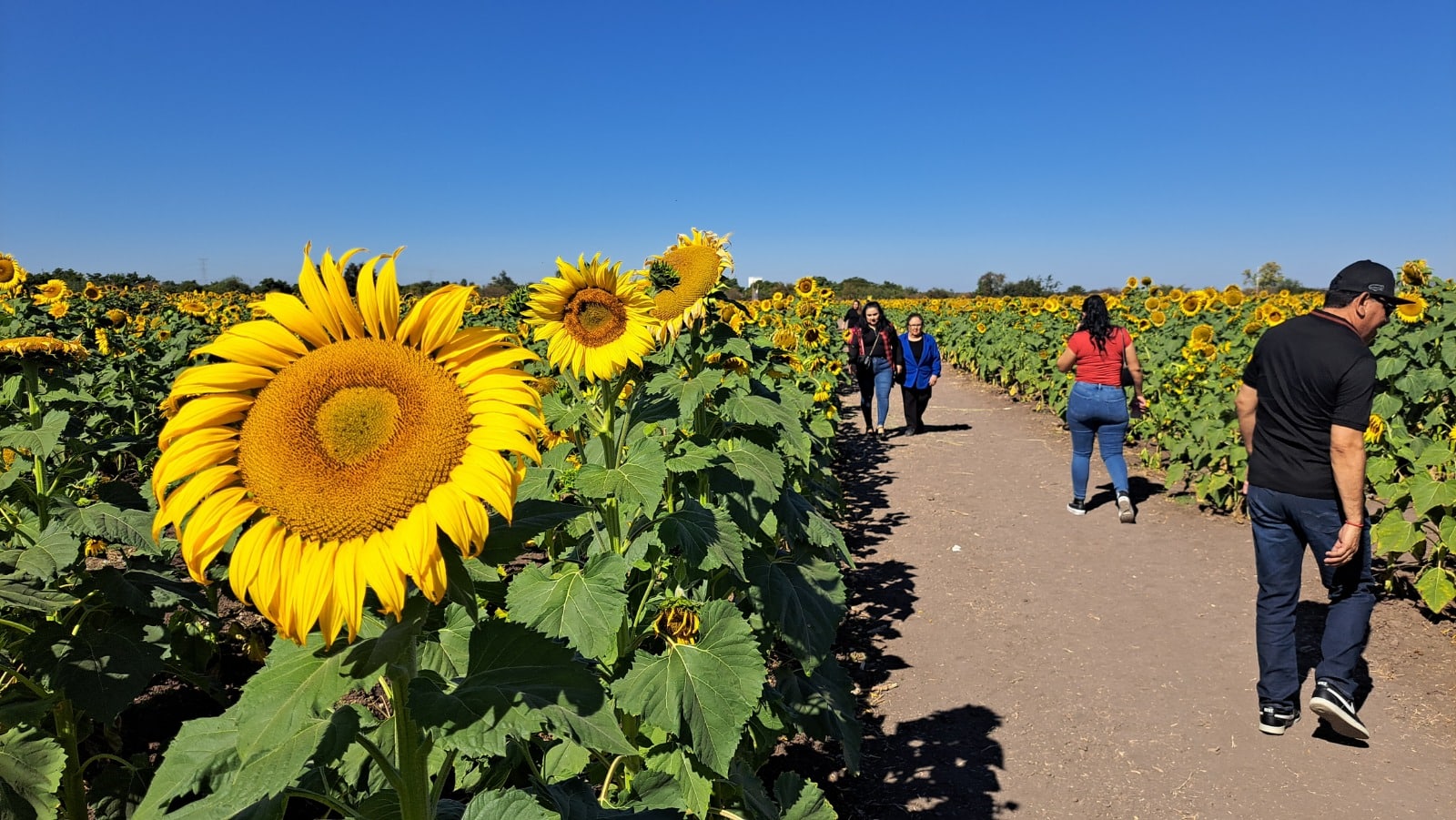 Siembra de girasol