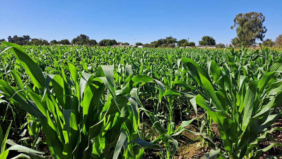Planta de siembras Guasave