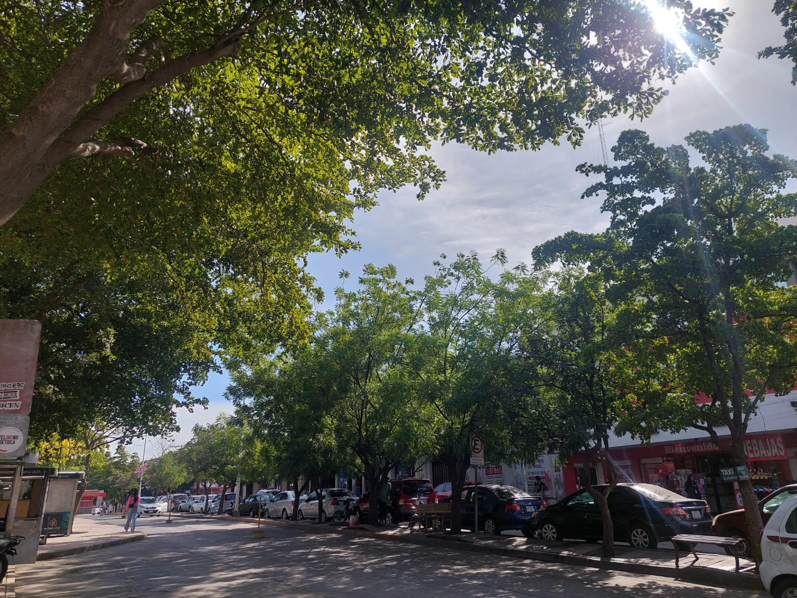 Árboles