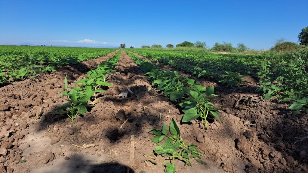 Campo de cultivo de agricultura