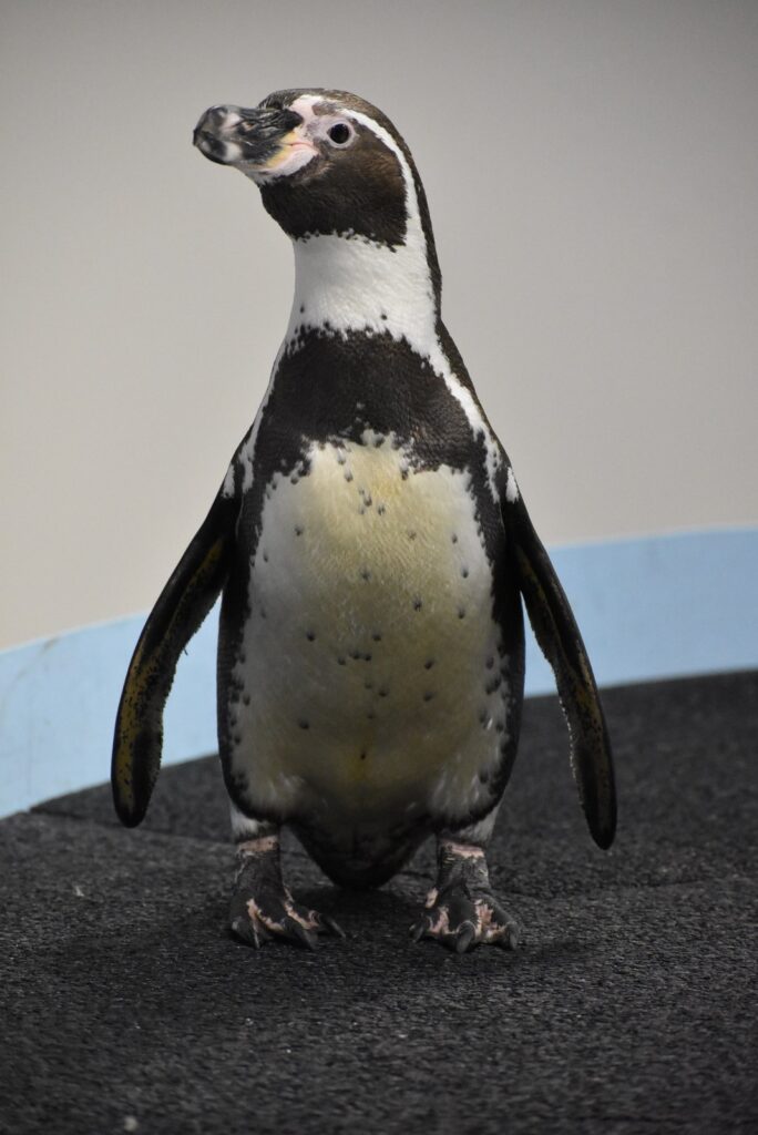 Pingüino de Humboldt