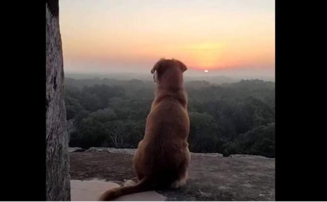Osita, perrita guardiana de Chichén Itzá