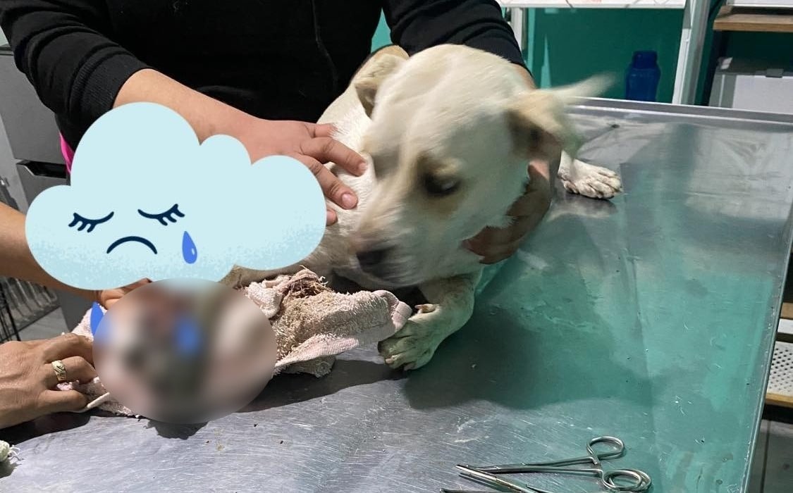 Perito herido