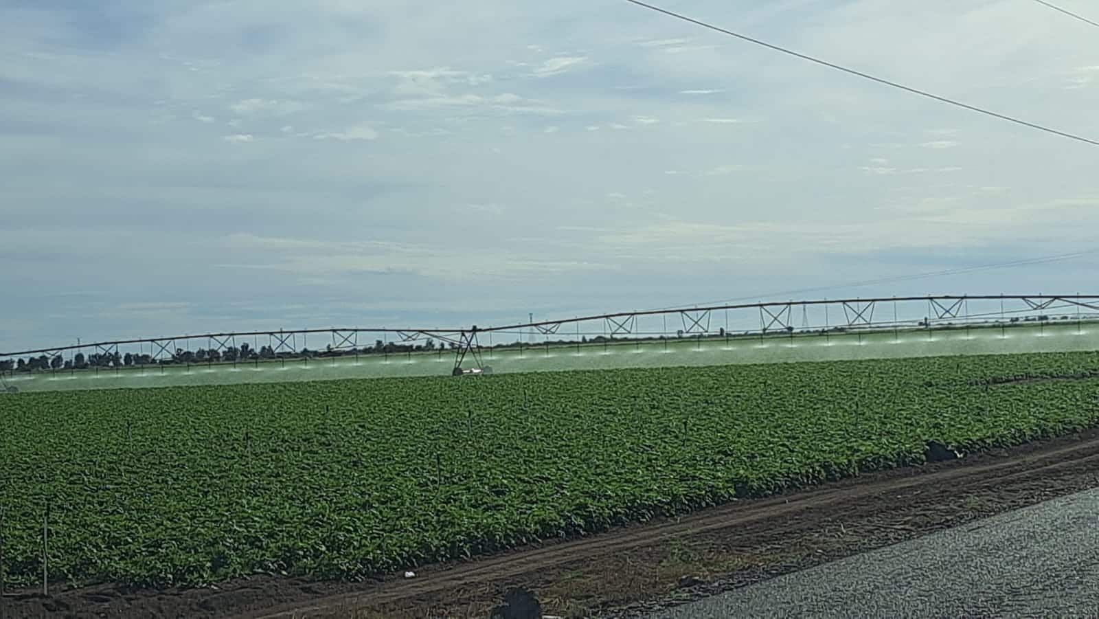 Riego en campo de agricultura en Sinaloa